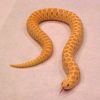 Hognose