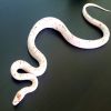 CORN SNAKES