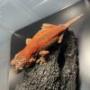 GARGOYLE GECKO