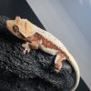 CRESTED GECKO