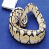 HET ALBINO