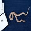 WHITESIDED BROOKS KINGSNAKE
